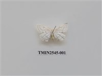 藏品(尺蛾33)的圖片